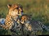 cheetahs.jpg