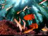 fish3.jpg