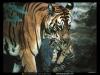 tigerandcub.jpg