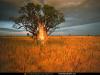 tree.jpg