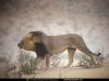 male_lion.jpg