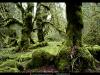 old_growth.jpg