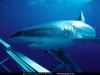 shark.jpg