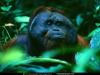 orangutan.jpg