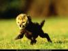 cub.jpg