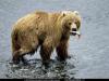 grissly_bear.jpg