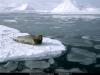 seal.jpg