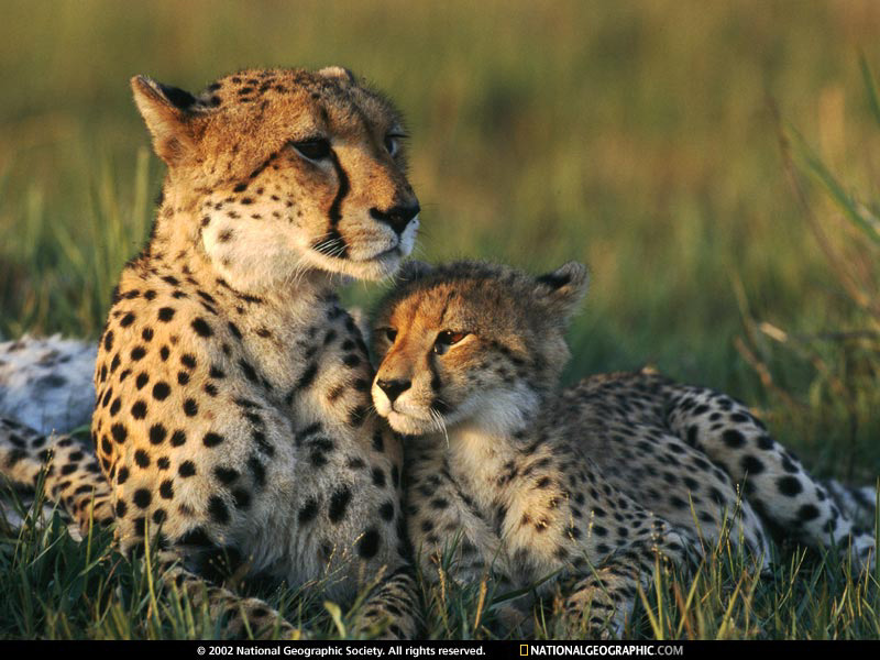 cheetahs.jpg