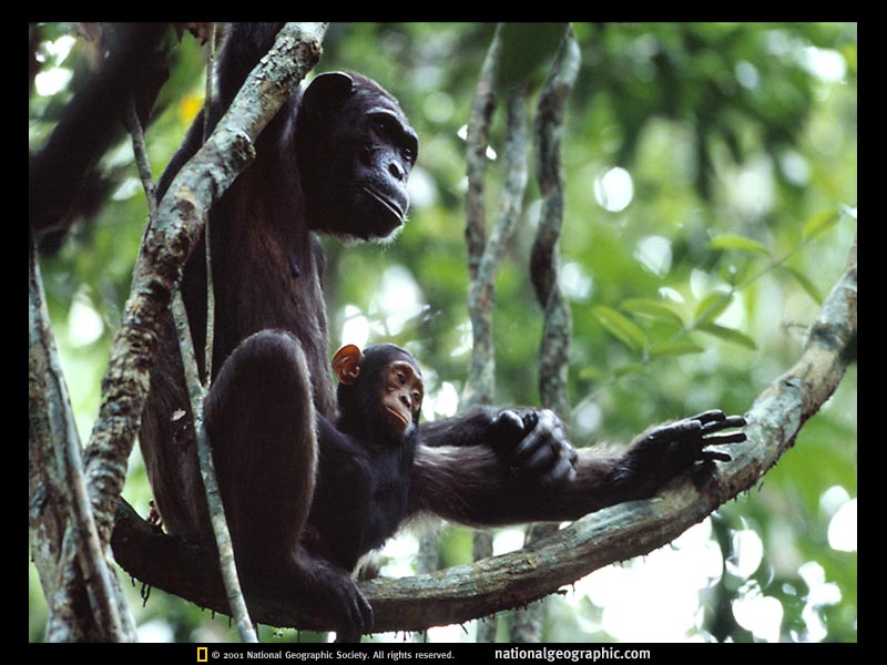chimps.jpg