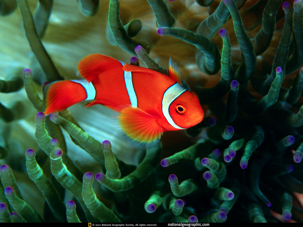 fish2.jpg