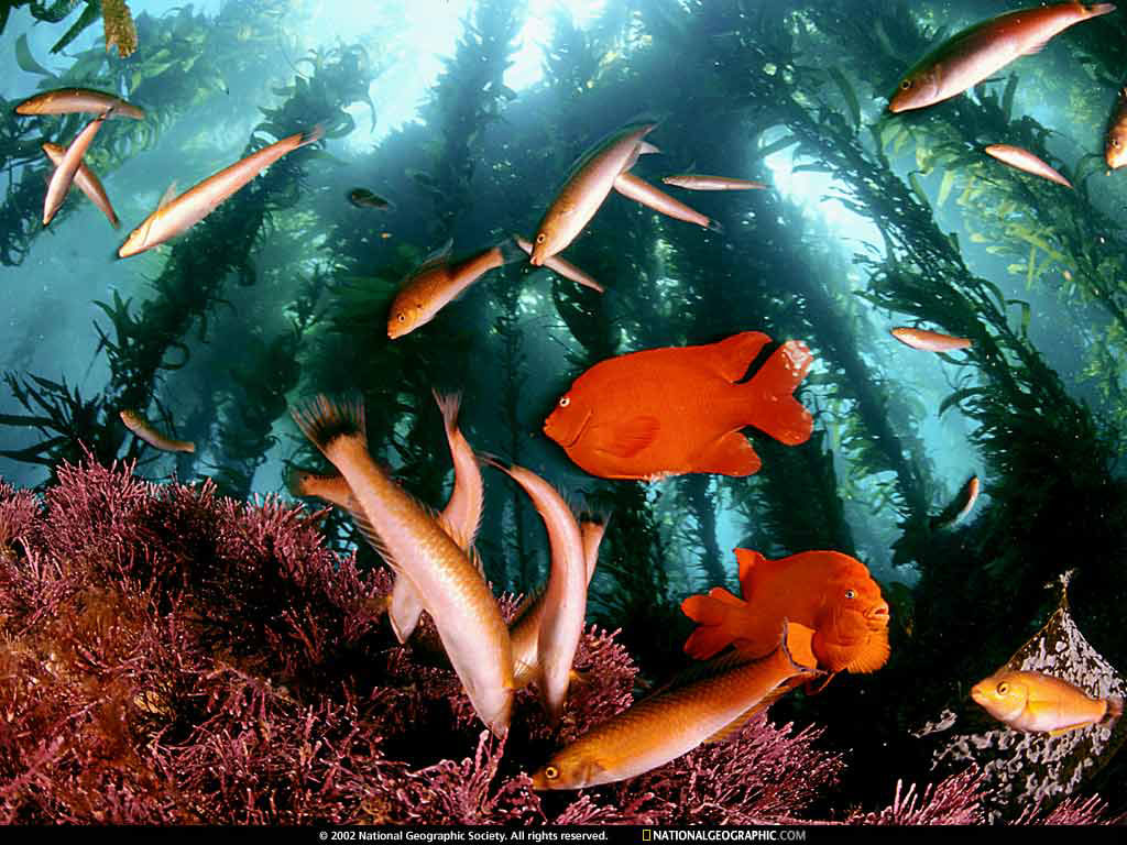 fish3.jpg
