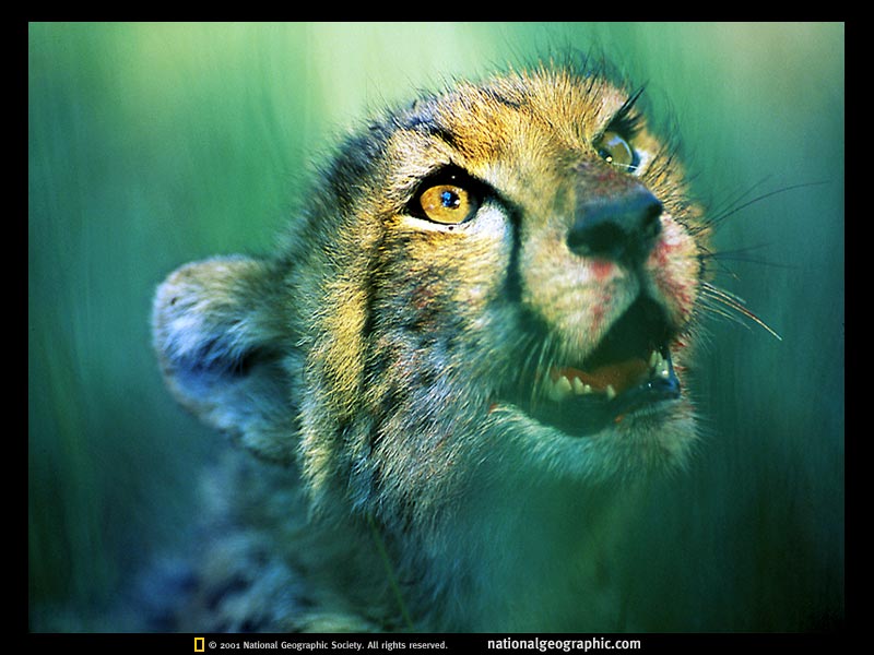 leopard.jpg