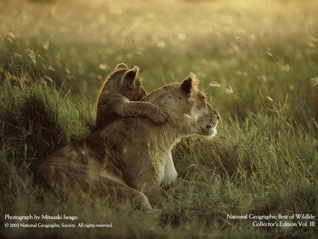 lions.jpg