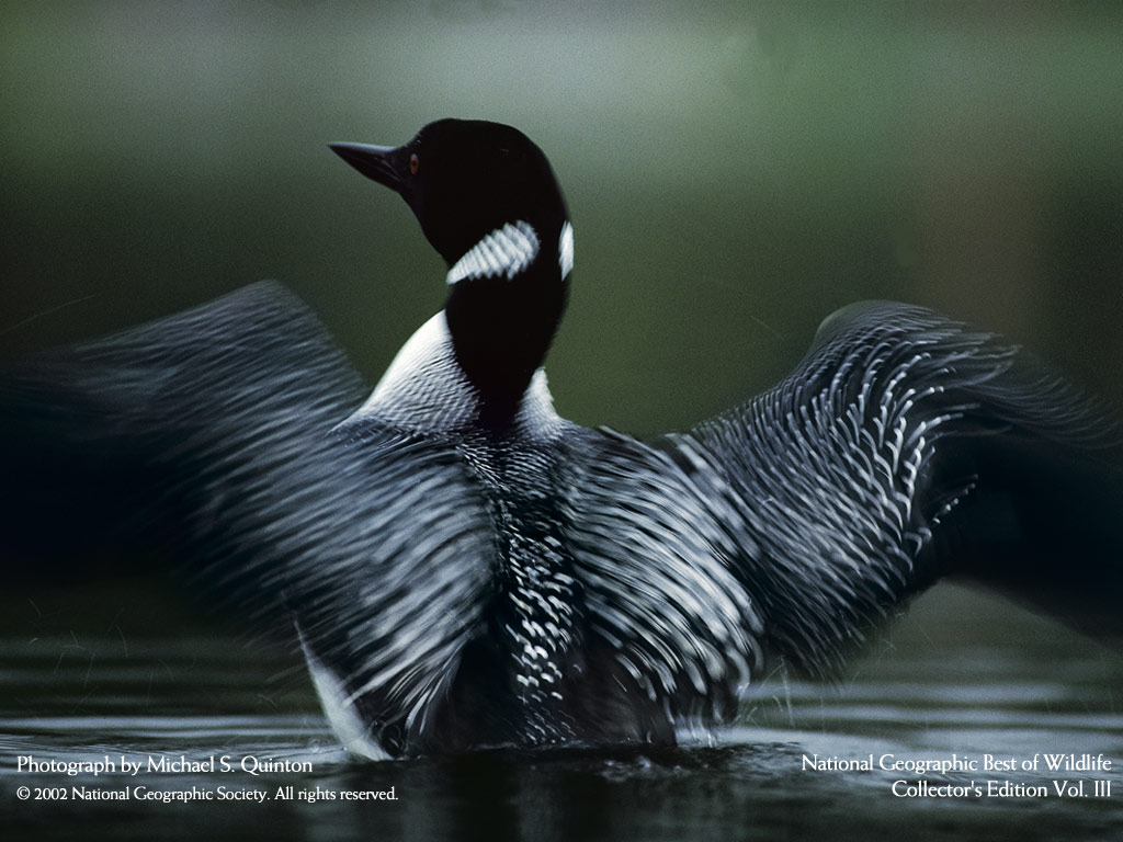 loon.jpg