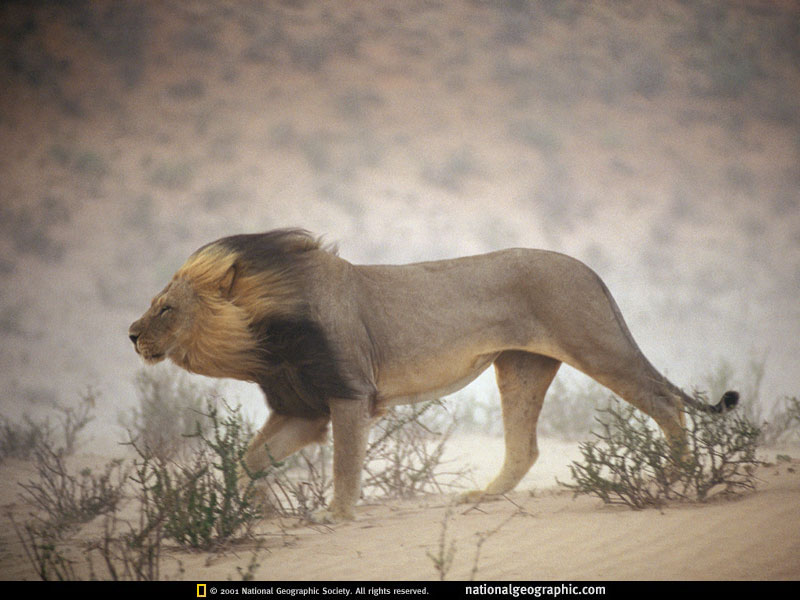 male_lion.jpg