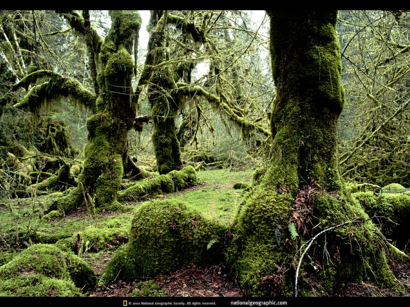 old_growth.jpg