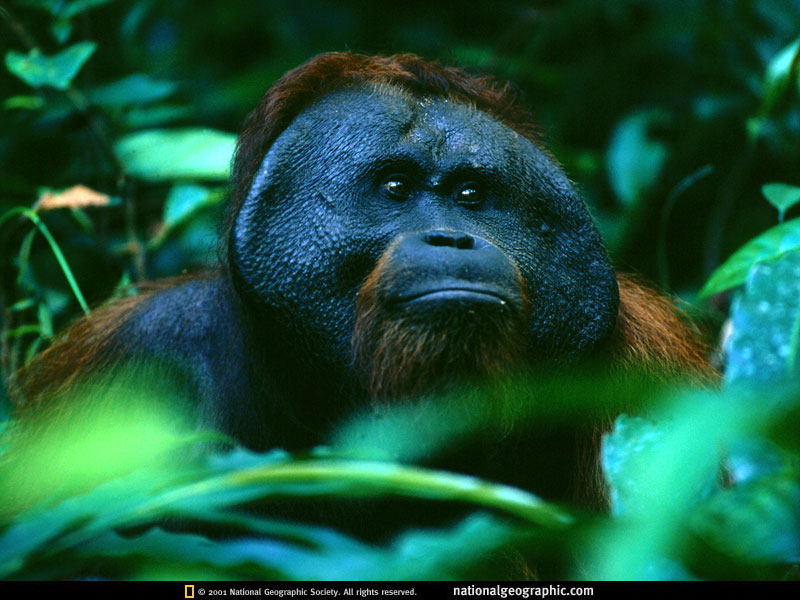 orangutan.jpg