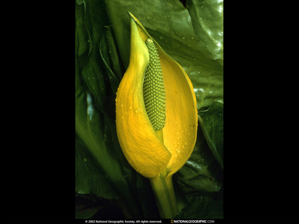 orchid.jpg