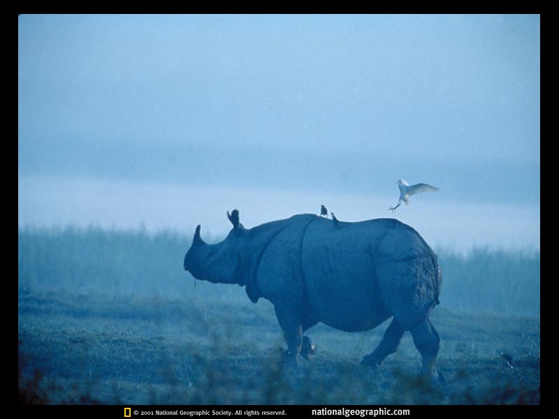 rhino.jpg