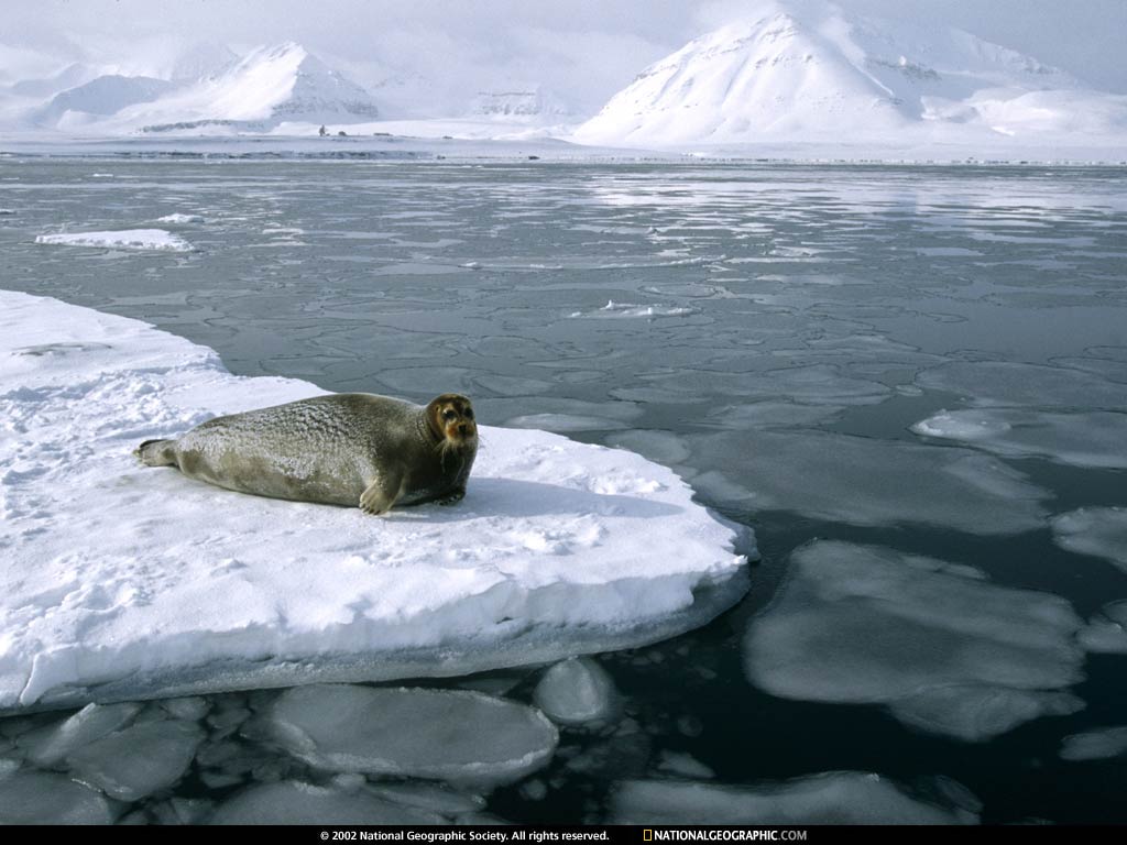 seal.jpg