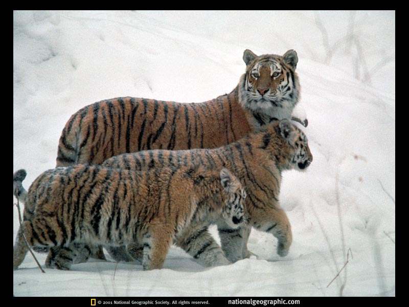 tigers.jpg